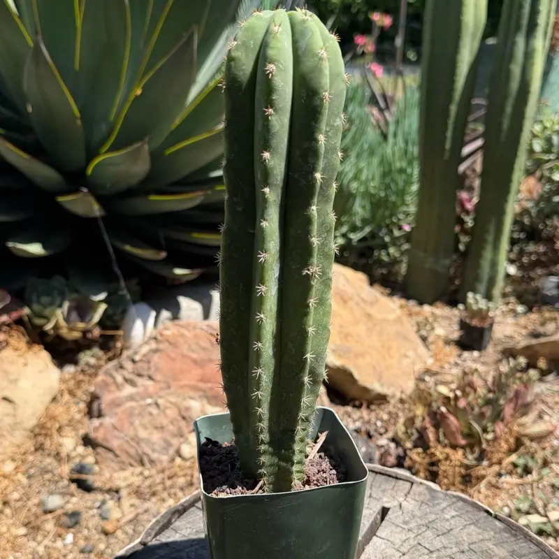 San Pedro | Rare Trichocereus Crosses | Choose Your Specimen