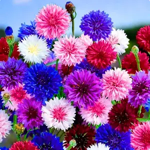 Mixed Dwarf Cornflower Seed Mixed Color Flower Seed Bachelor Button Heirloom Non GMO Perennial Wildflowers Easy Grow Vibrant Blooms Attract Hummingbirds Bees for Garden Outdoor Planting