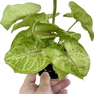 Syngonium Gold Allusion | Arrowhead Plant | Live Tropical Houseplant | Rooted Starter Plant | Indoor Plant Home Decor