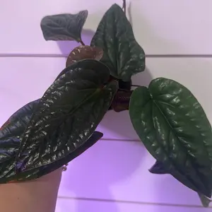 Anthurium radical x lururians