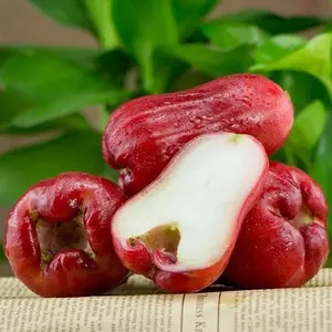 Wax Apple Seeds – Non-GMO, Easy to Grow Fruit Seeds, Indoor & Outdoor Planting, Tropical Fruit, High Yield, Four Seasons Cultivation