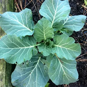 Vates Collard (Brassica oleracea var. acephala 'Vates') Organic Seeds – Cold-Hardy Heirloom, Smooth Tender Leaves for Southern Cooking