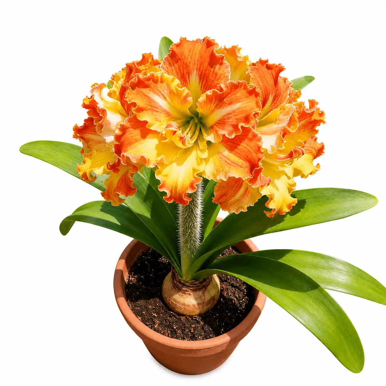 2 PCS Amaryllis – Stunning Flowering Plant | Easy Care, Low Maintenance | Perfect for Home & Office Decor