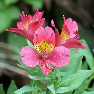 Alstroemeria Seeds Peruvian Lily Perennial Attracts Pollinators Deer Resistant Cut Flowers Potted Border Bed Outdoor 25Pcs Mixed Colors Flower Seeds by YEGAOL Garden