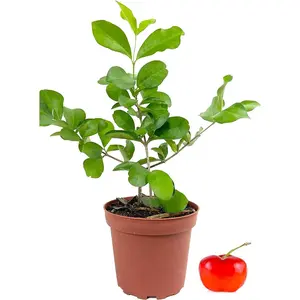 Barbados Cherry Tree - Live Plants in 4 Inch Grower's Pots - Malpighia Emarginata - Edible Fruit Bearing Tree for The Patio and Garden