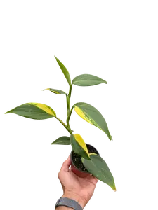 Scindapsus 'Coriaceus'