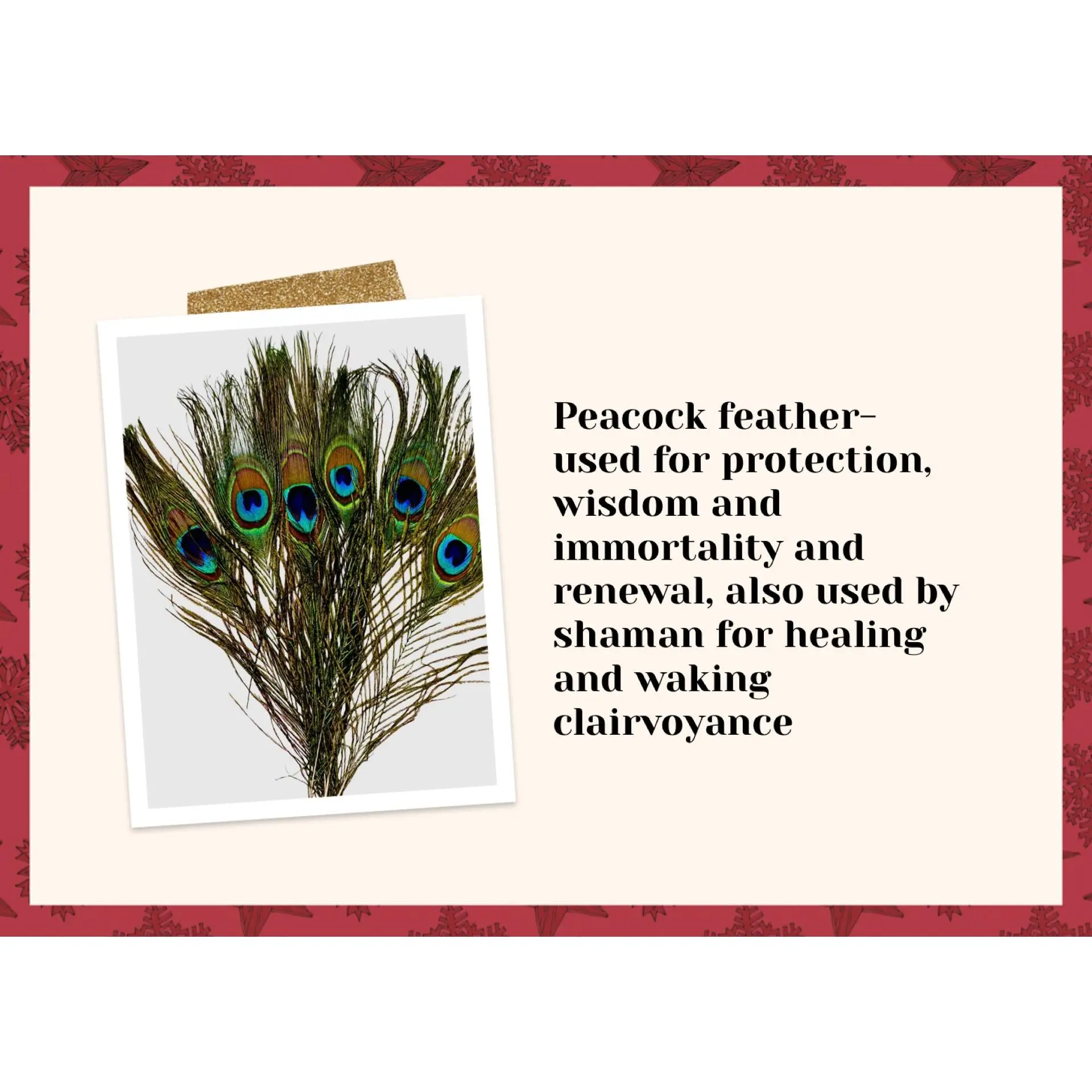 Peacock feather