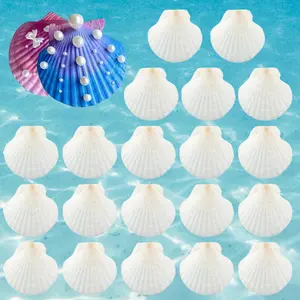 20 Pieces 2.75-3.14in Home Shell Decoration, DIY Craft Shells, Sea Element Decoration Gift Decorative