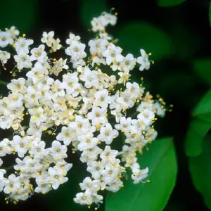 Blackhaw Viburnum