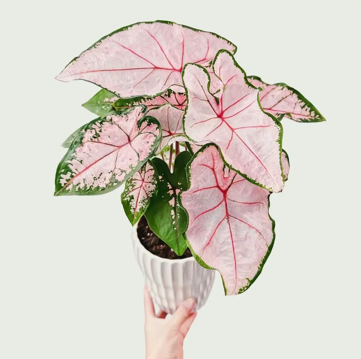 R01  Caladium Pink Splash Bulbs – Tropical Heart Leaf Caladium Bulbs with Pink Speckled Foliage, Ornamental Plant for Home Garden, Patio & Containers