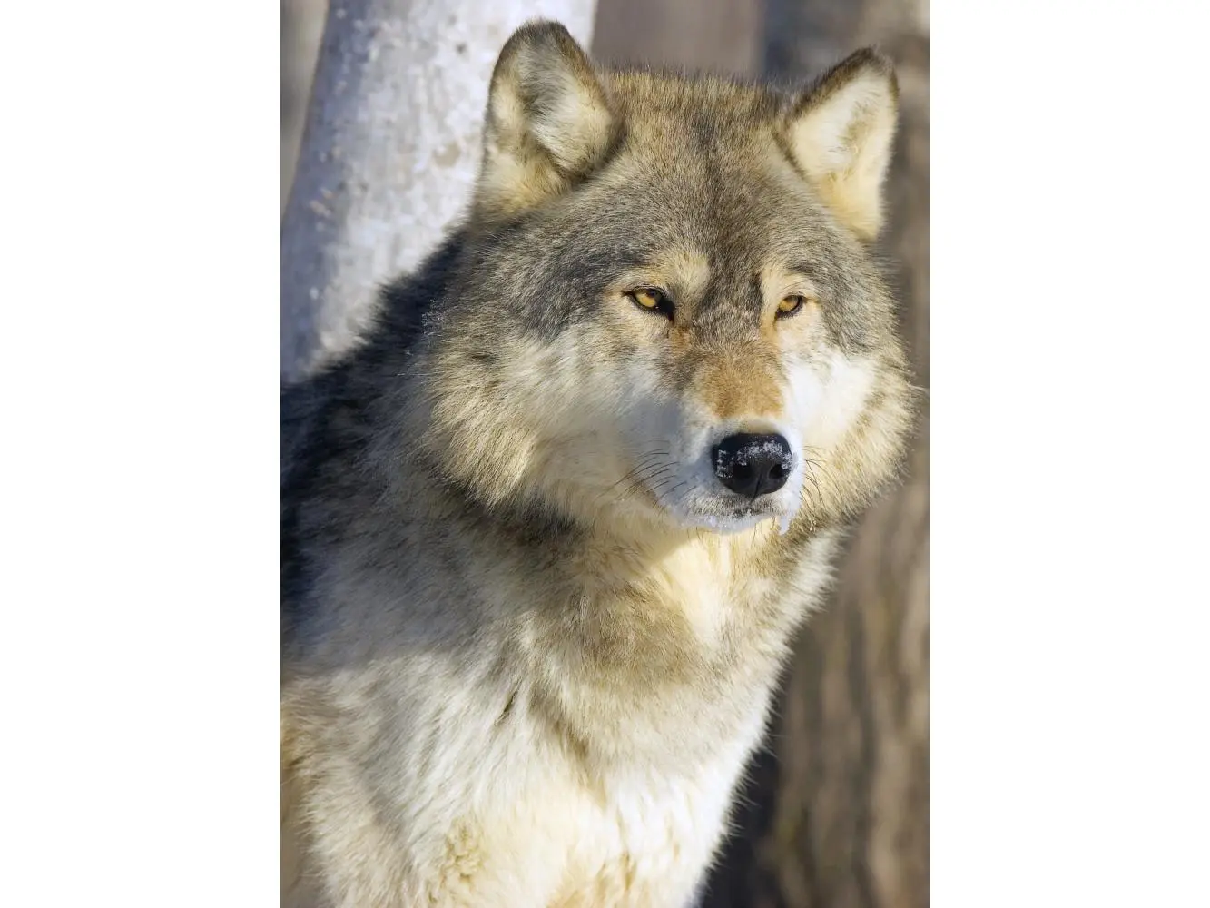 Timber Wolf Poster Print by John Pitcher, 24 x 32 - Large