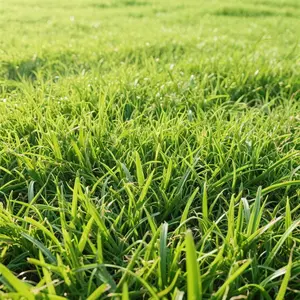 2000pcs Emerald Zoysia Grass Seeds – 1/4 lb, Non-GMO, Fine-Textured Warm-Season Grass for Dense, Drought-Resistant Lawns