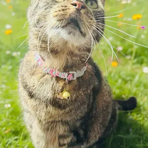 1 Pc Cat Lace Collar with Pendant catchain
