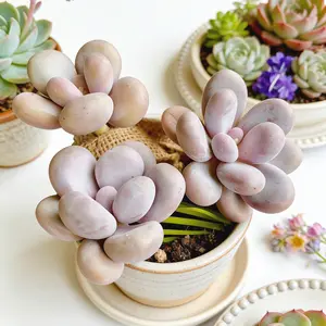 Graptopetalum Amethystinum ‘Cheese’ Live Succulent｜Chubby Colorful Leaves｜Bare Root｜Easy Care｜Beginner Friendly｜Home Decor