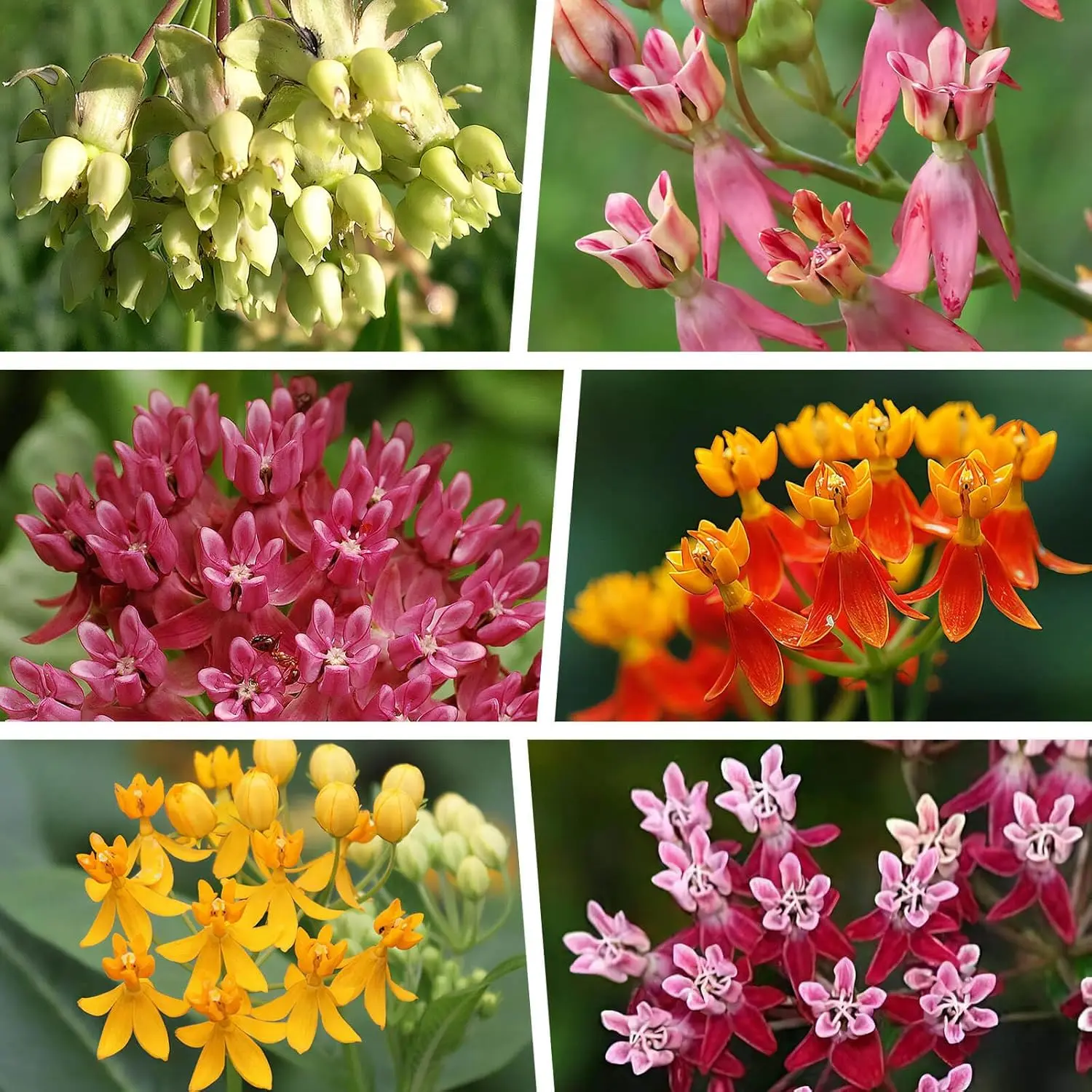 Plant 100 milkweed seeds - heirloom and untreated - plant a butterfly garden to attract monarch butterflies and pollinators