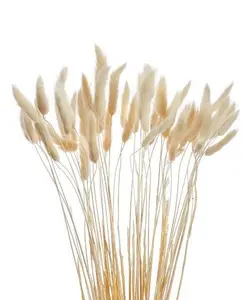Lagarus Stems