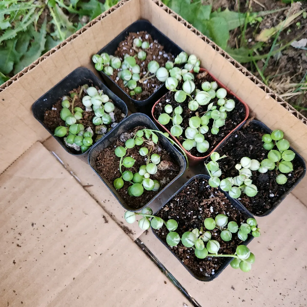 variegated string of pearls 2 inch pot variegated string of pearls 2 inch pot