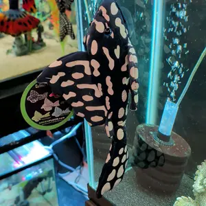 Sapphire Pleco Plush
