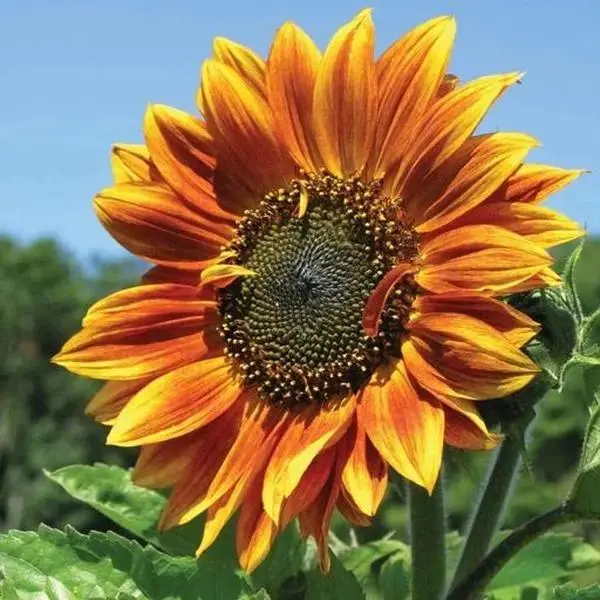 50PCs Bulk Non-GMO Heirloom Autumn Sunflower Seeds - Colorful Orange-Red-Yellow Blooms, Supports Plant Growth, Heirloom Flowers for Outdoor Garden Decor & Supplies