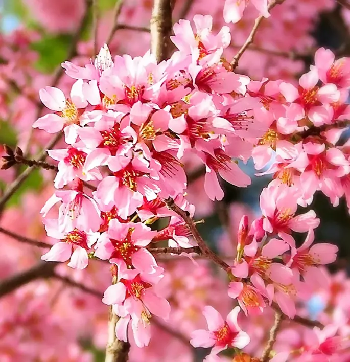 Live Cherry Blossoms Tree Plant, Okame Flowering Cherry in 2.5 Inches Pot, Dormant in Winter, Perennial Bloom, 9 Months Old Trees