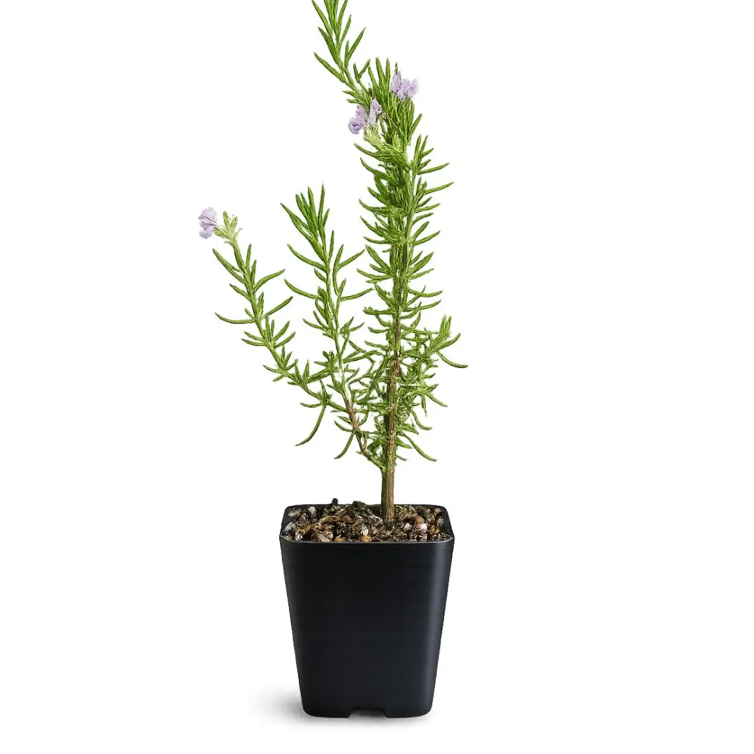 Pink Rosemary Majorca – Fragrant Culinary Herb Starter