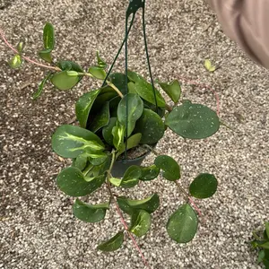 Hoya Obovata Variegated