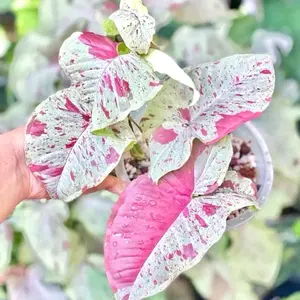 Syngonium Milk Confetti 4” Houseplant