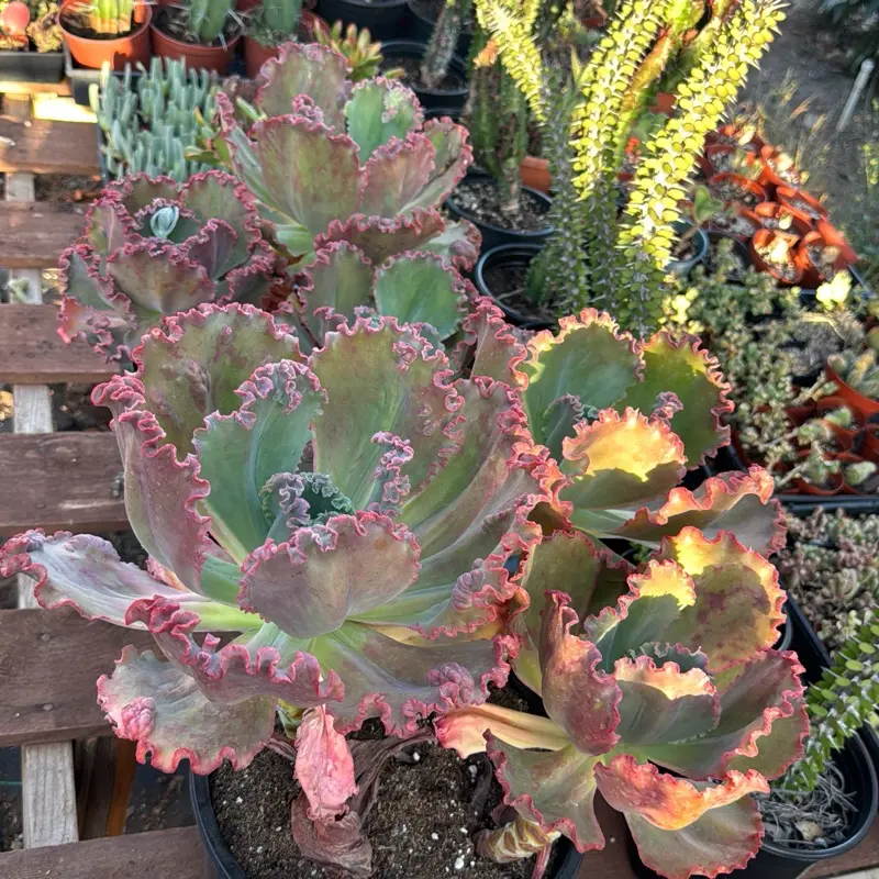 Red Ruffles Bare roots Succulent Plant