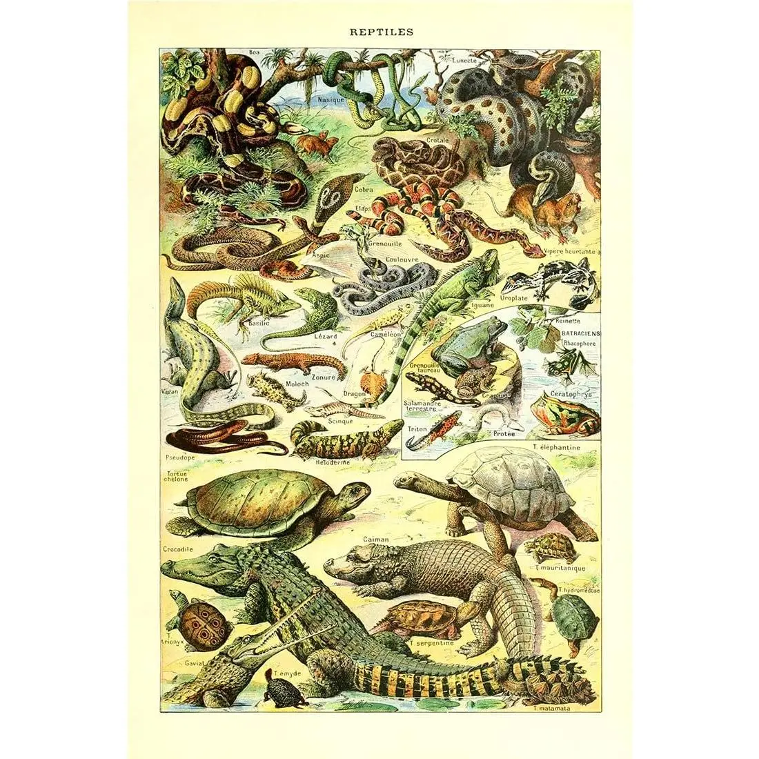 Meishe Framed Wild Animals Reptiles Poster Print - Turtle, Snake Illustration, Vintage Wall Decor, Waterproof Biology Science Identification Chart, Educational Room Decoration, 12x18in