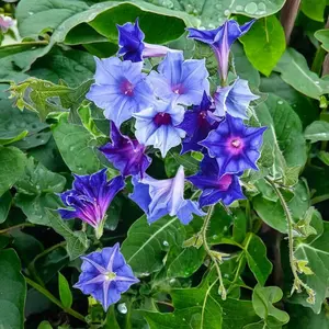 100 Morning Glory Seeds - Beautiful Perennial Climbing Flowers for Your Garde