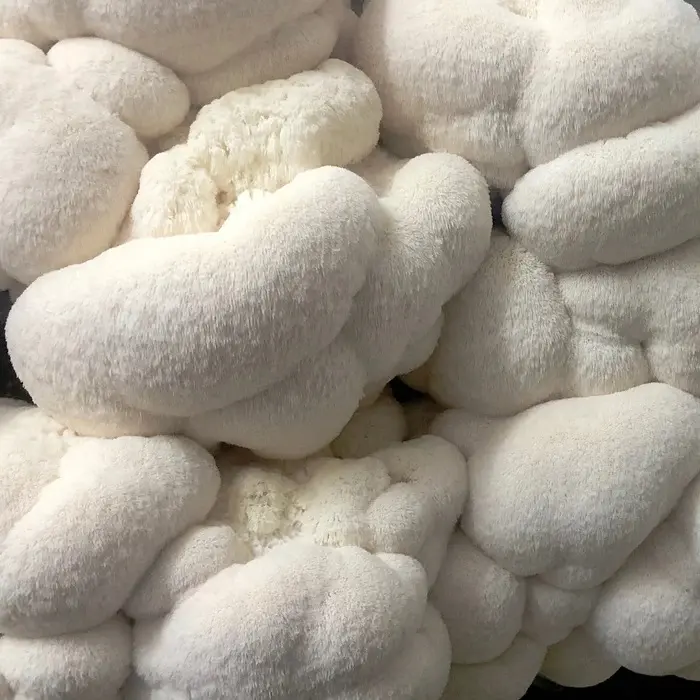 Lion's Mane Culinary Mushroom Grow Kit!! First flush guaranteed.  Grow healthy gourmet mushrooms at home. Vegan Food