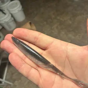 5.75in flex minnow. Silver shad. 6 in a bag