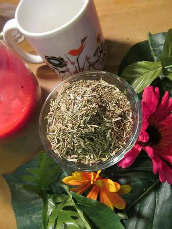 Blue Vervain (Protection & Purification)