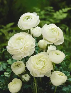 Ranunculus Bulbs for Planting - Buttercup Flower -Plant in Gardens, Containers & Flowerbeds - Easy to Grow Fall or Spring Perennial Flowers Bulbs