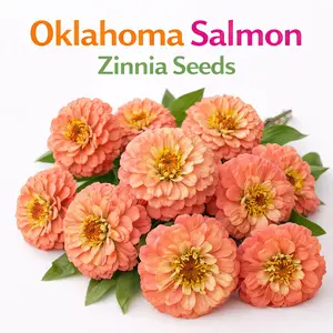 Oklahoma Salmon Zinnia Flower Seeds | Rare Peach Cut Flower Zinnia | Heirloom Garden Seeds