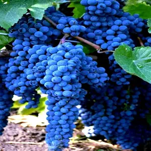 20 WINE GRAPE SEEDS (Vitis vinifera) Vine Tree Fast Hardy Garden Fruit Plant