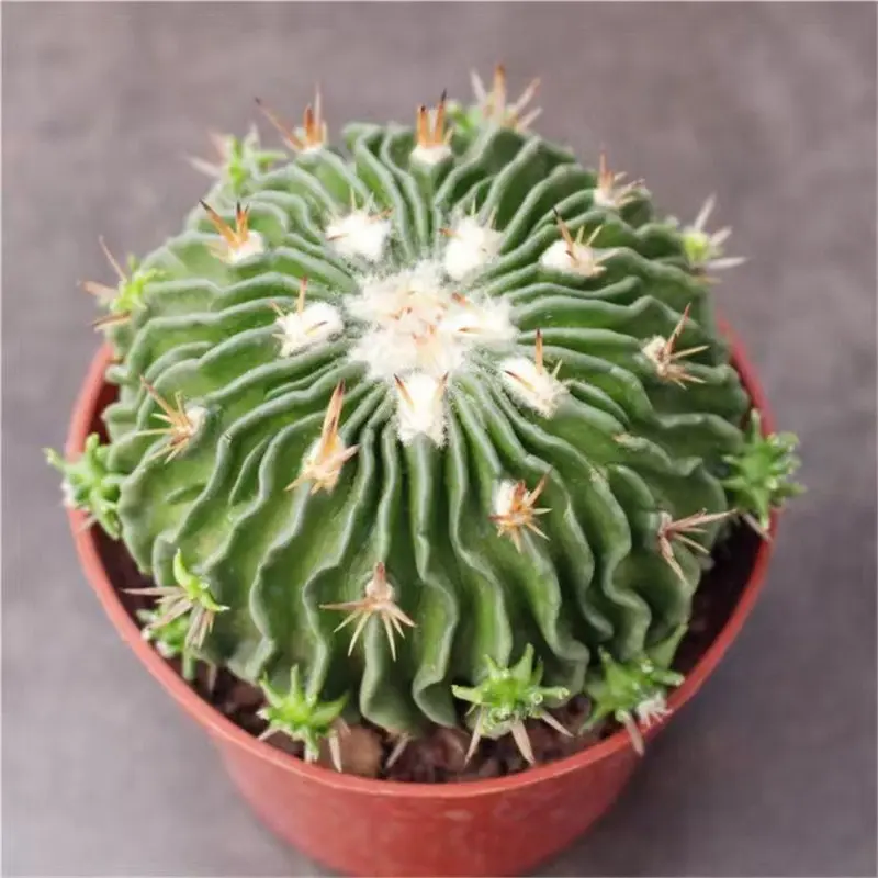 Echinofossulocactus Multicostatus Live Wave Rib Cactus - Unique Curved Texture, Sculptural Desert Plant, Beginner-Friendly Succulent for Plant Collectors, Indoor Home Decor
