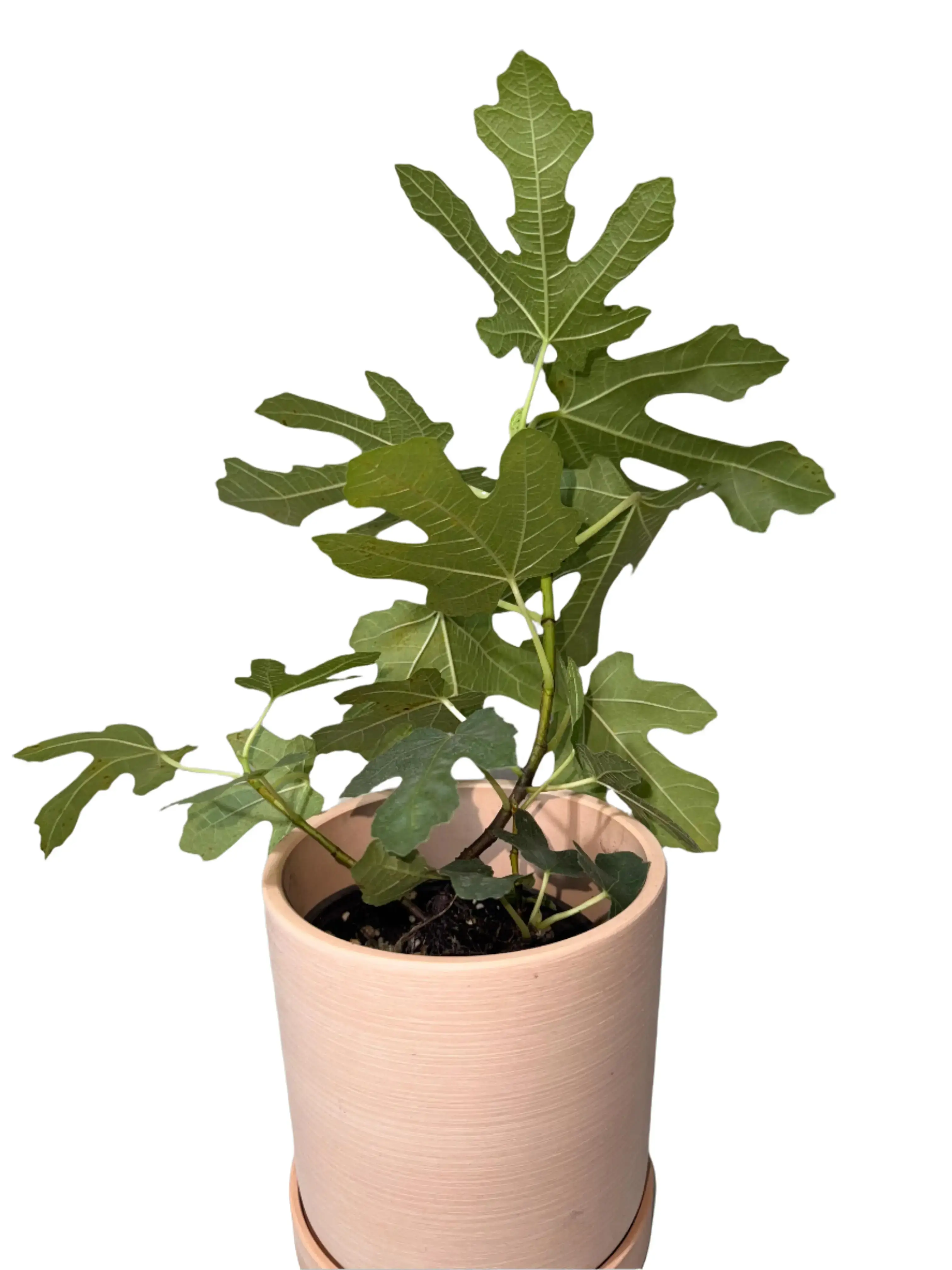 Chicago Hardy Fig Tree - Ficus carica, Cold Hardy for Zones 6-10, Low-Maintenance Grow Fruit, Self-Pollinating Small Potted Compact Fruit Tree for Organic Container Gardening, Low-Maintenance Fruit