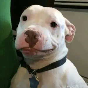 Manual Meat Shredder Tool with Transparent Lid, Ergonomic Handle, BPA Free, Strong Anti-Slip Strips, Ideal for Chicken, Pork, Beef in Kitchen Shredder #GLOBAL PICKS