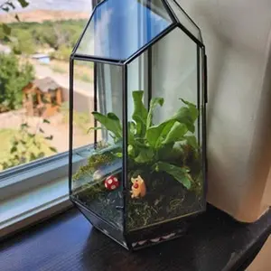 Large Terrarium Kit DIY / live Moss / Tropical Plant, bioactive terrarium, personalized birthday gift, Holiday Craft