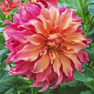 Belle of Barmera Dahlias
