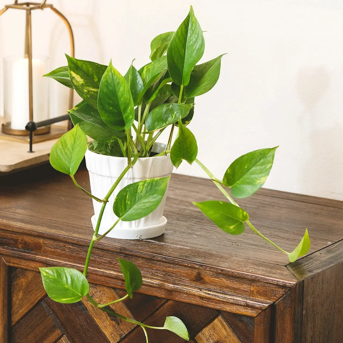 Pothos 'Golden'