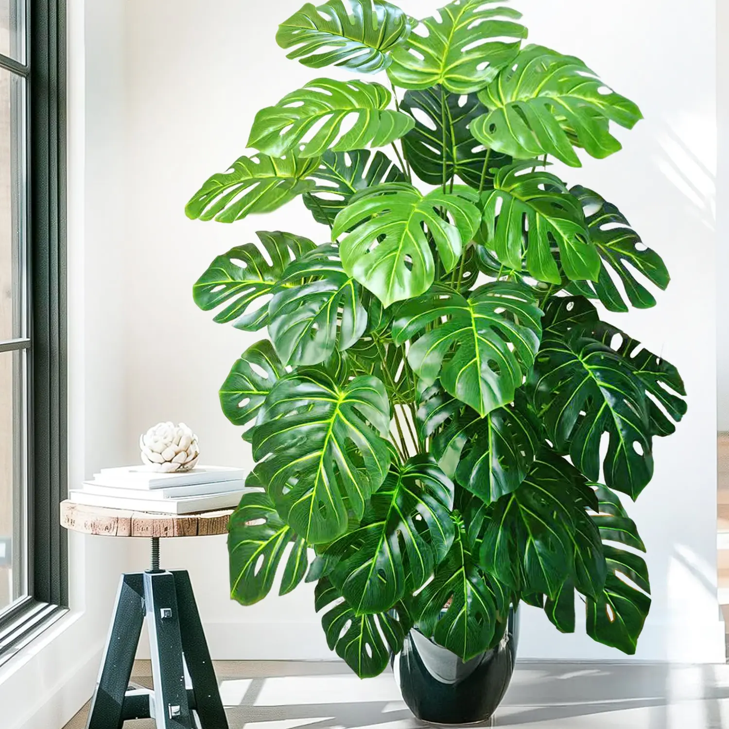philodendron subhastatum variegata Philodendron subhastatum Ecuagenera (Big)  Ecuagenera USA Corp