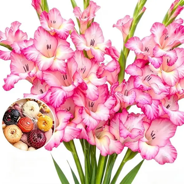 Gladiolus Bulbs 10 Pack Mixed Colors Sword Lily Flower Bulbs for Garden, Borders and Cut Flower Bouquets