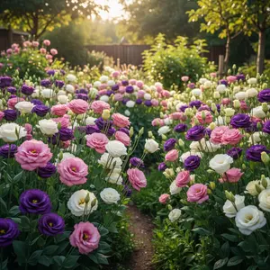 Mixed Lisianthus Flower Seeds - Non-GMO Perennial Eustoma Cut Flower Seeds to Plant Outside, Garden & Home Ornamental Garden Supplies