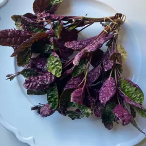 Bare Roots Purple Waffle for Terrariums, Vivariums, or paludariums! Great for houseplants too!