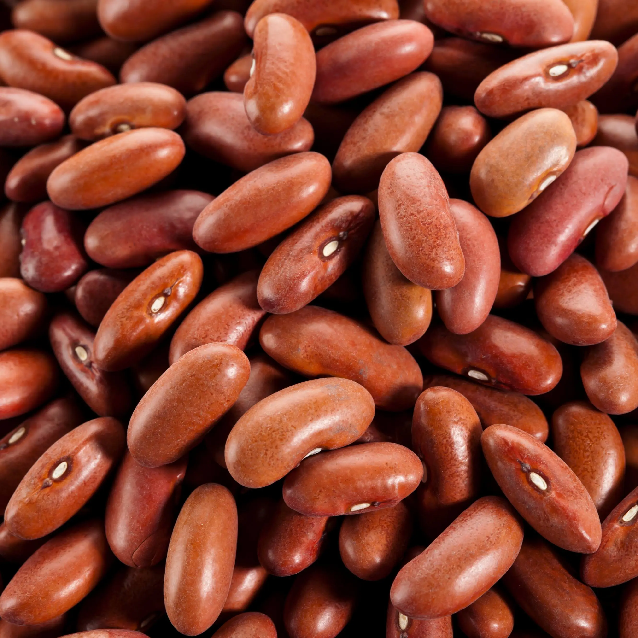 Light Red Kidney Bean (Phaseolus vulgaris 'Light Red Kidney') Organic Seeds – Hearty Heirloom Dry Bean, Great for Chilis, Salads, and Batch Cooking