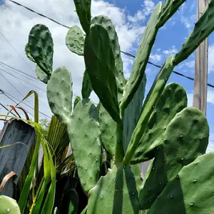 Spineless Thornless Edible Nopales Prickly Pear Cactus Pads, Opuntia Ellisia Home Planting Seeds