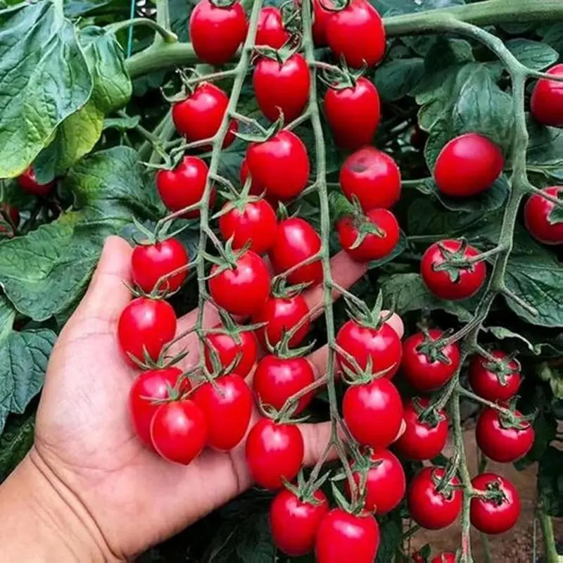 Heirloom Waterfall Tomato Seeds - 200 Non-GMO, High-Yield, Decorative, Adaptable and Hardy Variety, 2 to 10 Space-Efficient Container Gardening Seeds, Spring Planting Guide Included for Home Gardens & Balconies, Ideal Gardening Gift