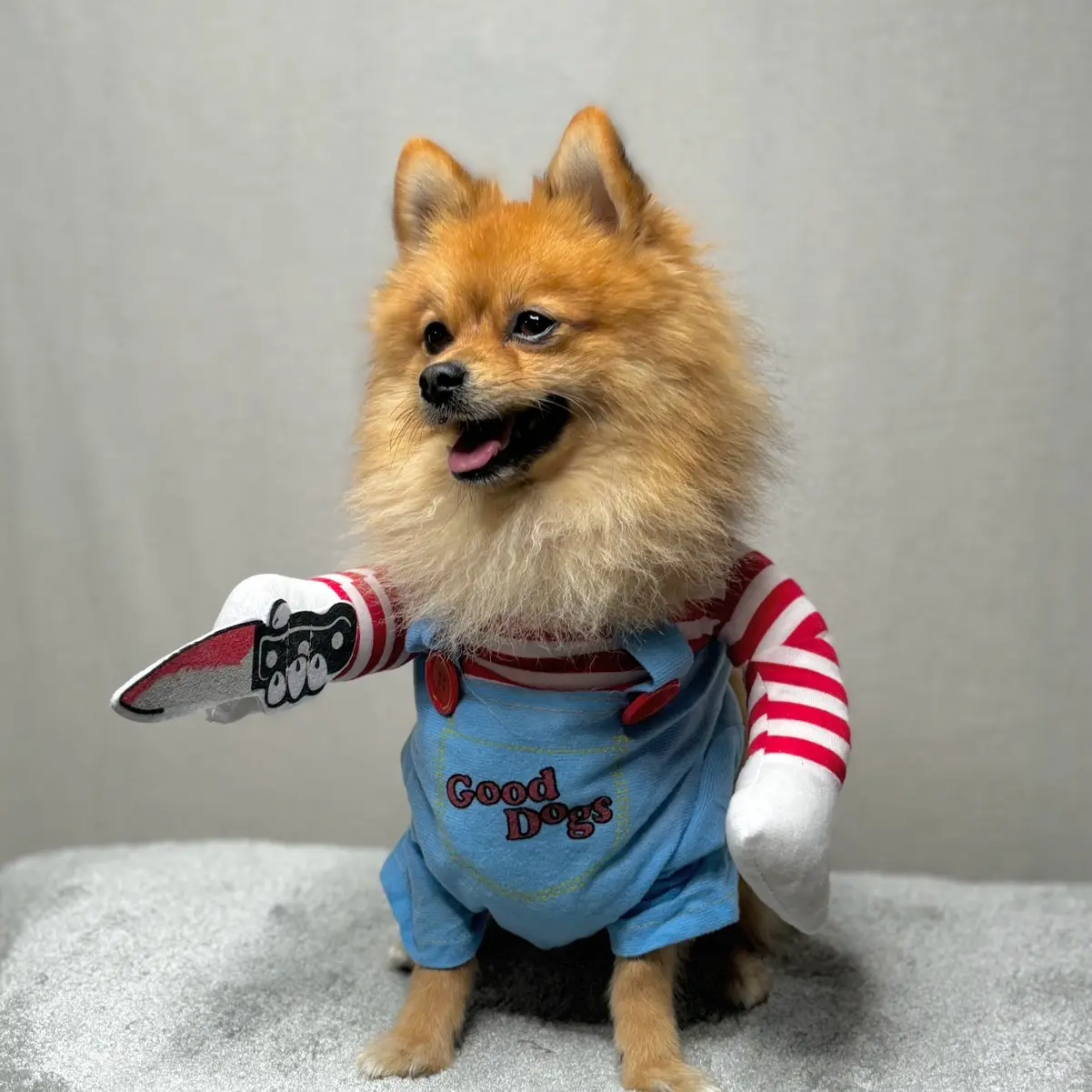 Halloween Dog Costume